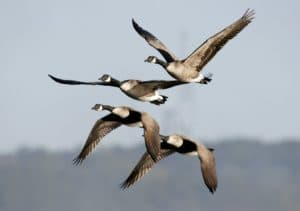 Geese in flight