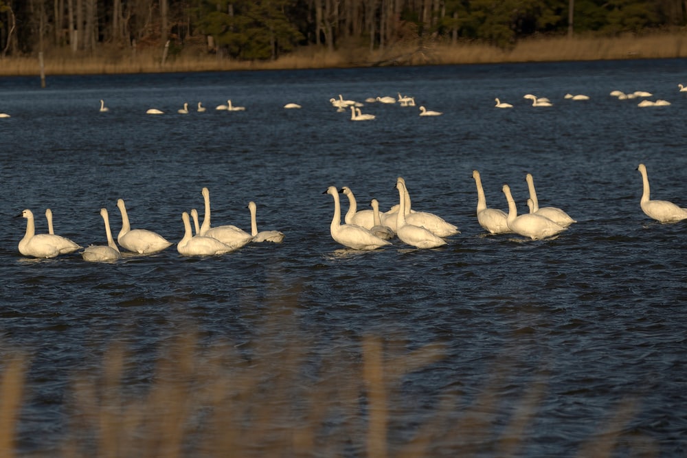Tundra Swans visit the Eastern Neck National Wildlife Refuge each winter