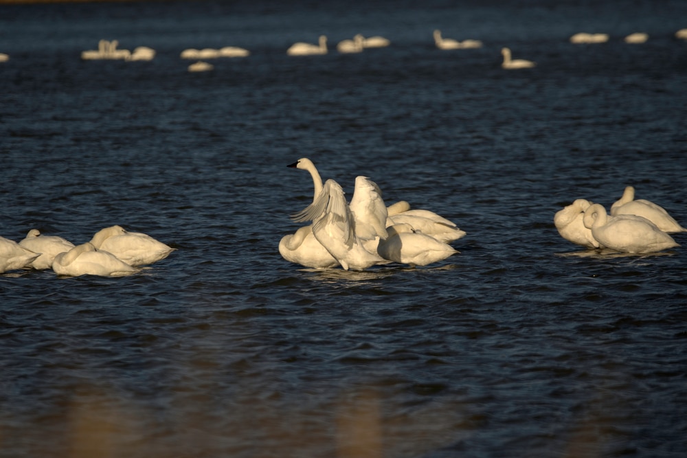 Tundra Swans at the Eastern Neck Wildlife Refuge, one of the coolest things to do this winter in Maryland