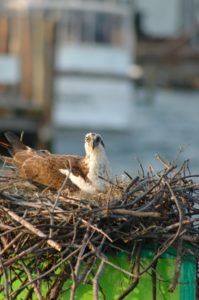 bird sitting in a nest