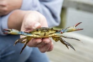 Blue crab being held