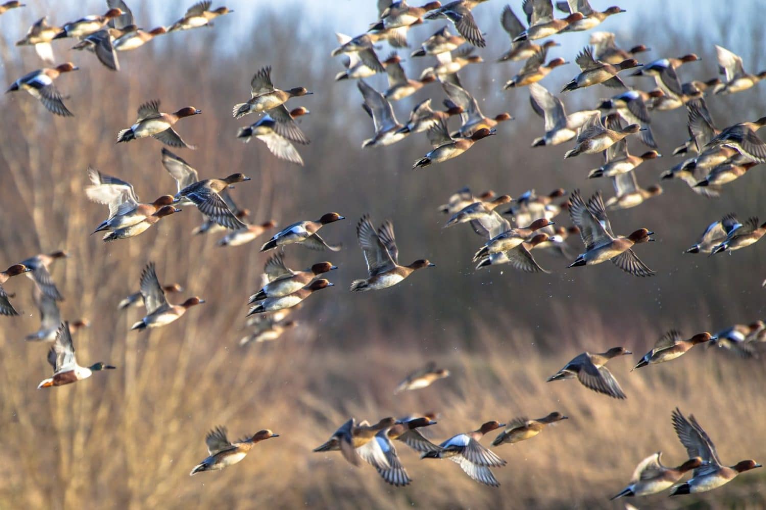 Everything You Need To Know About Maryland Waterfowl Season Inn At