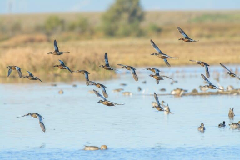 Welcome 10 View of waterfowl birds flying above blue pond water during Maryland waterfowl season.
