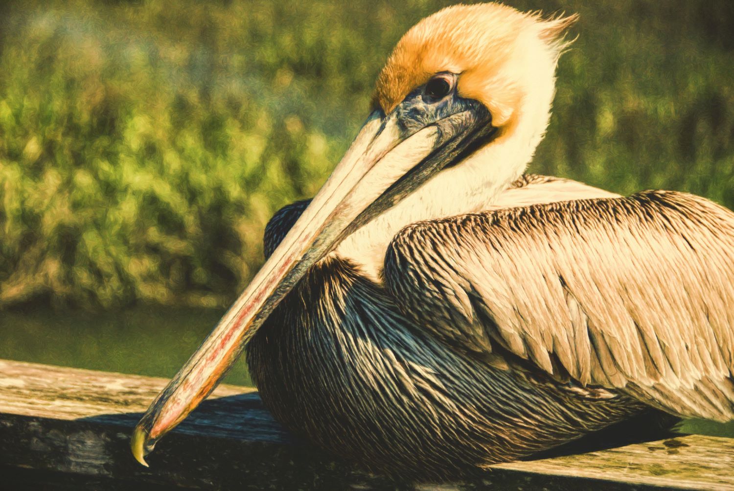 Birdwatching On Maryland’s Eastern Shore | Inn At Huntingfield Creek