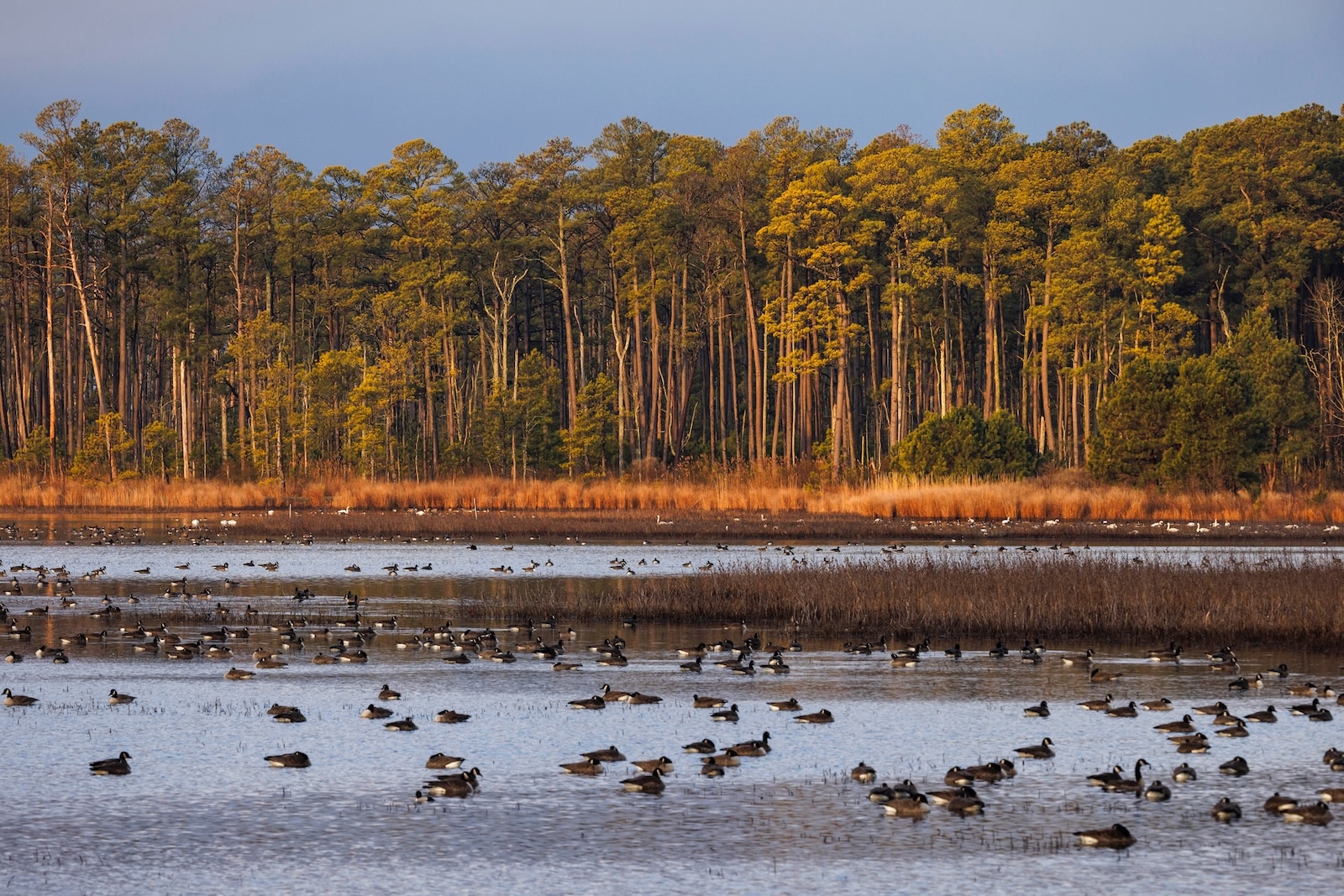 The Best Time To Visit the Eastern Shore of Maryland 1 The Eastern Shore is known for its migratory birds and birdwatching is just one way to spend the seasons here.