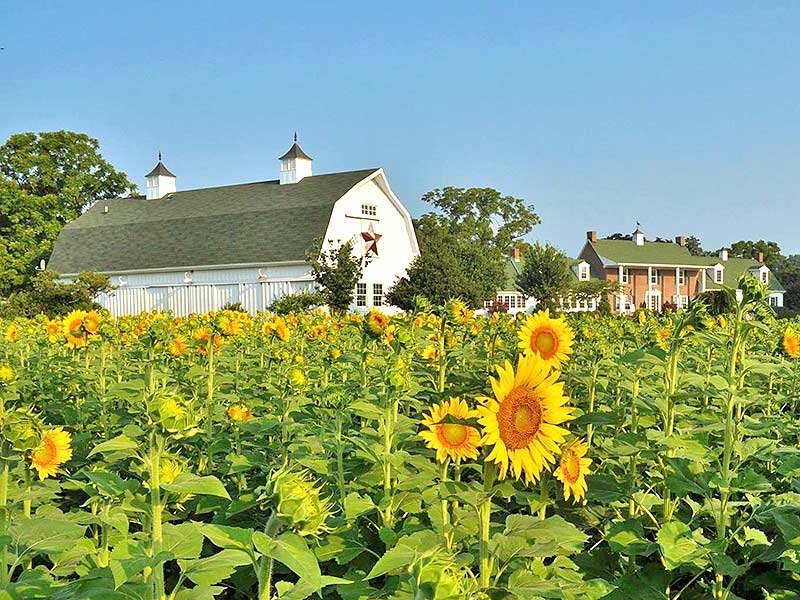 Enjoy 70 acres of zen at our elegant Eastern Shore Bed and Breakfast