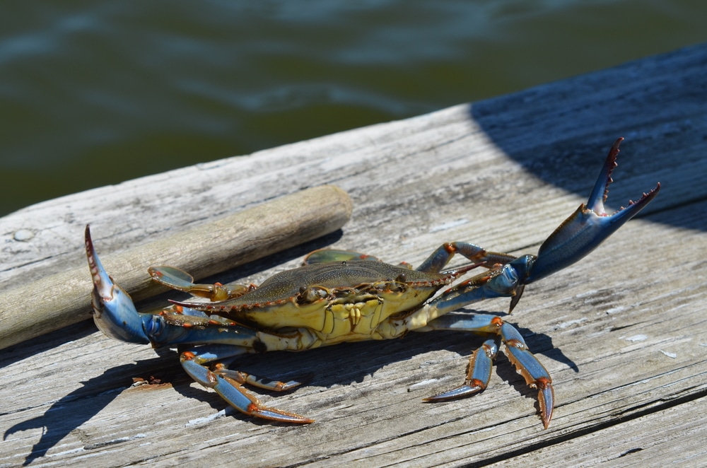 Blue Maryland Crab on a dock on the eastern Shore of Maryland