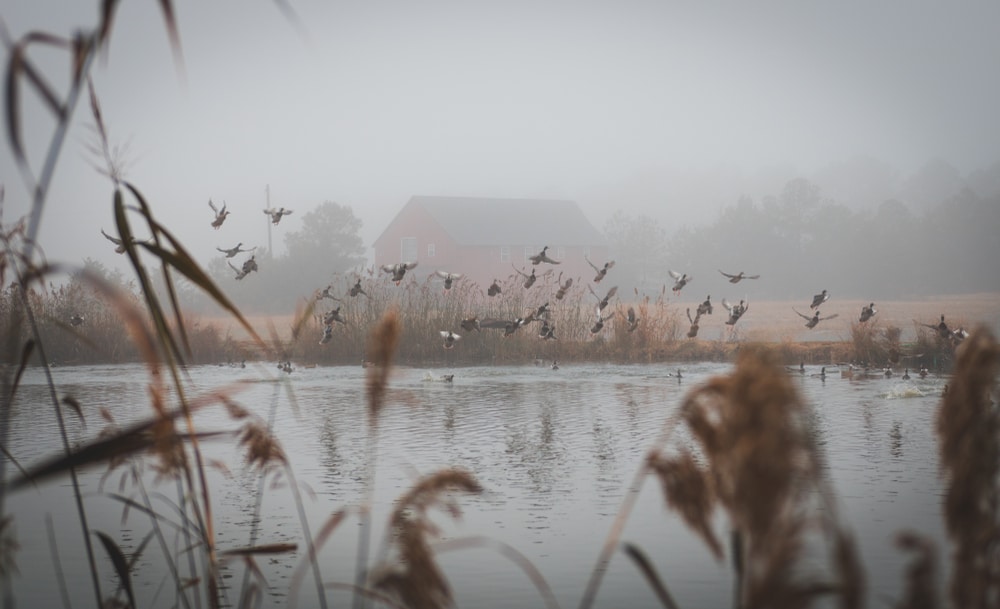 Ducks on the water on a foggy morning - one of the top things to do on the Eastern Shore in the winter while staying at our Bed and Breakfast in Maryland