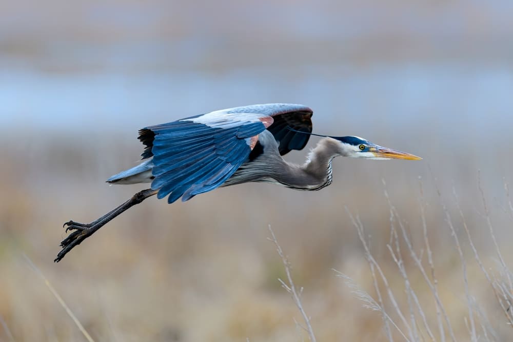 Great Blue Heron flying at the Eastern Neck National Wildlife Refuge