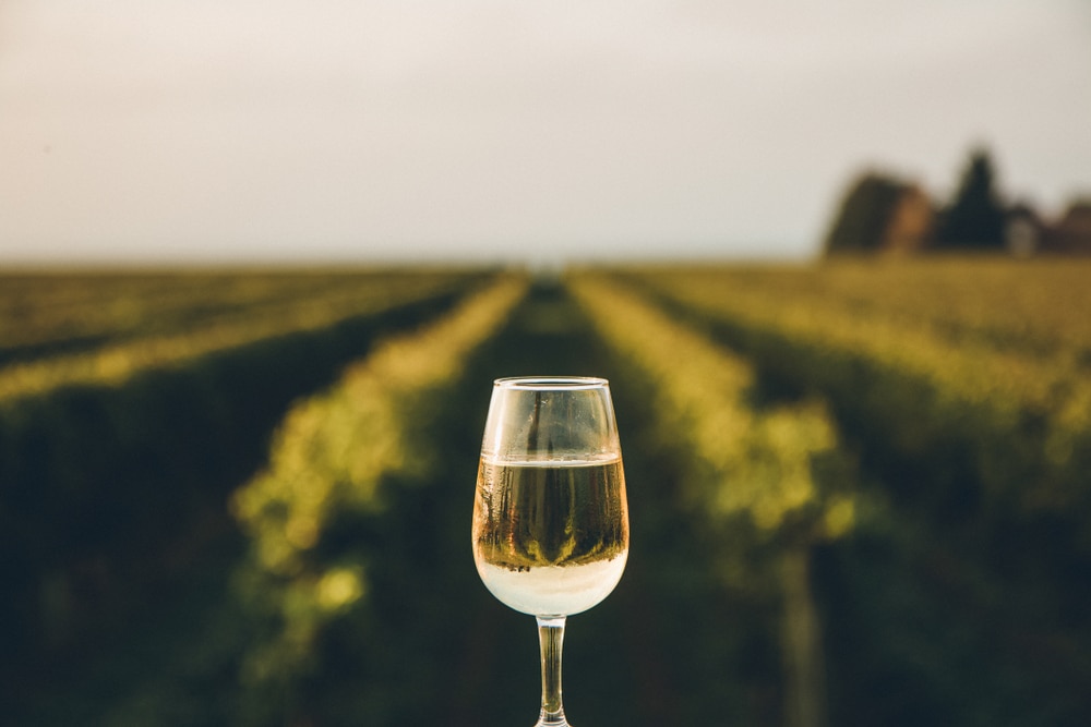 White Wine glass in a vineyard at one of the top Eastern Shore Wineries