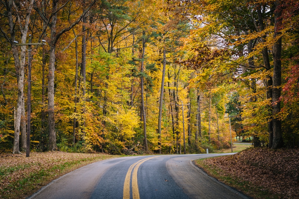 A rural road through Maryland Fall foliage near our Rock Hall Bed and Breakfast