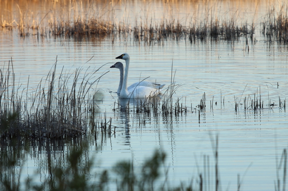 Seeing Tundra Swans is one of the best things to do in Rock Hall, MD during your romantic getaways in Maryland