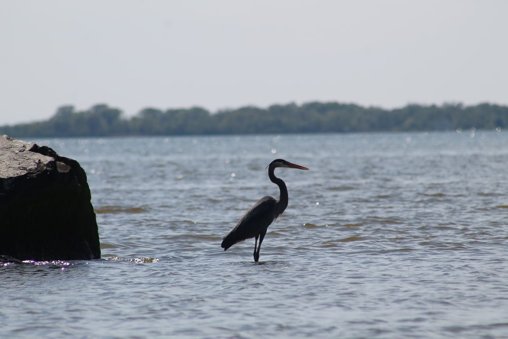 Everything You Need to Know About Rock Hall, MD 4 Heron standing in the Bay near Rock Hall, MD