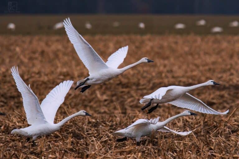 Welcome 24 See the Tundra Swans migration at the Eastern Neck National Wildlife Refuge near Rock Hall MD