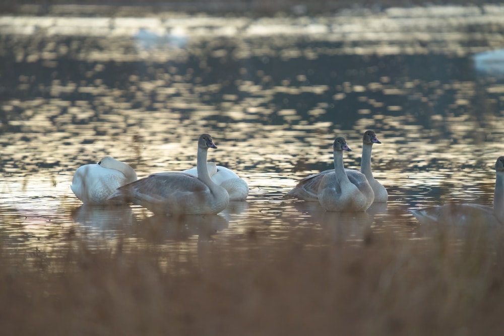 Tundra Swan Migration at Eastern Neck National Wildlife Refuge 4 Tundra swans on the water at the Eastern Neck National wildlife refuge in Rock Hall
