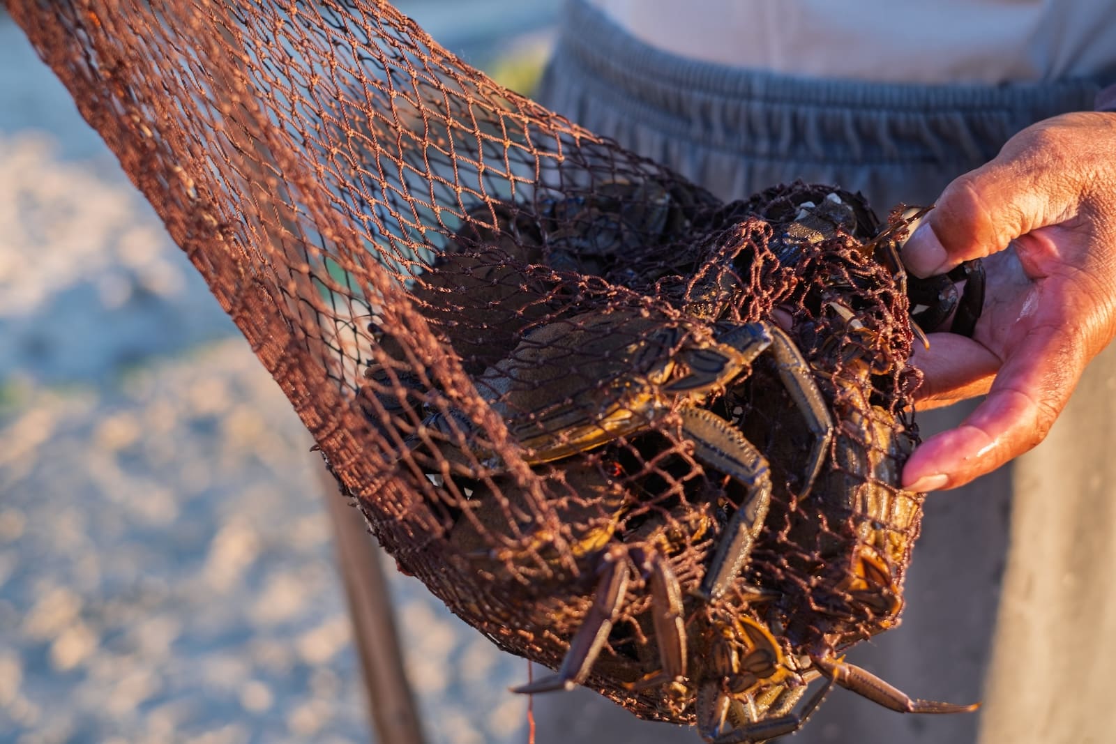 The watermen of the Eastern Shore fish for blue crab and catch them with dip nets like this one. 