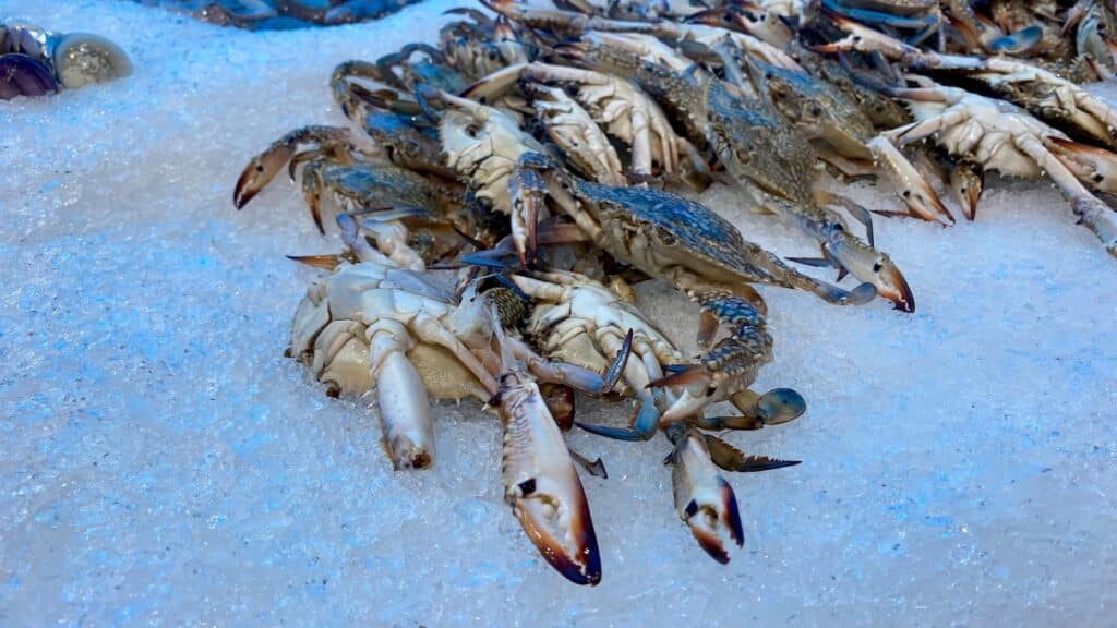Blue crab on ice on the Maryland Crab and Oyster Trail