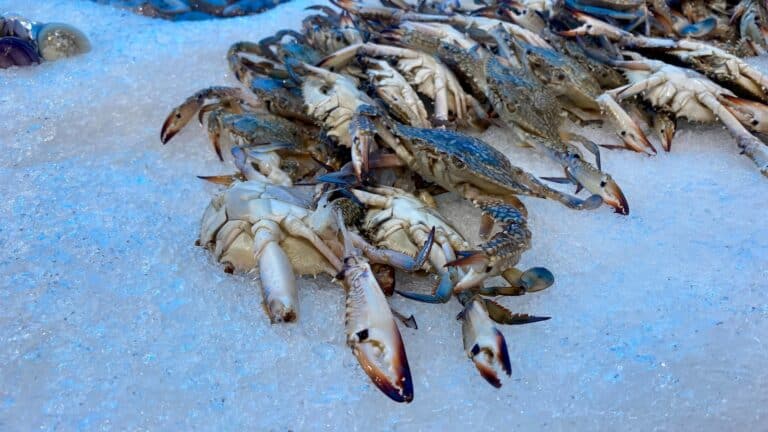 Welcome 9 Blue crab on ice on the Maryland Crab and Oyster Trail