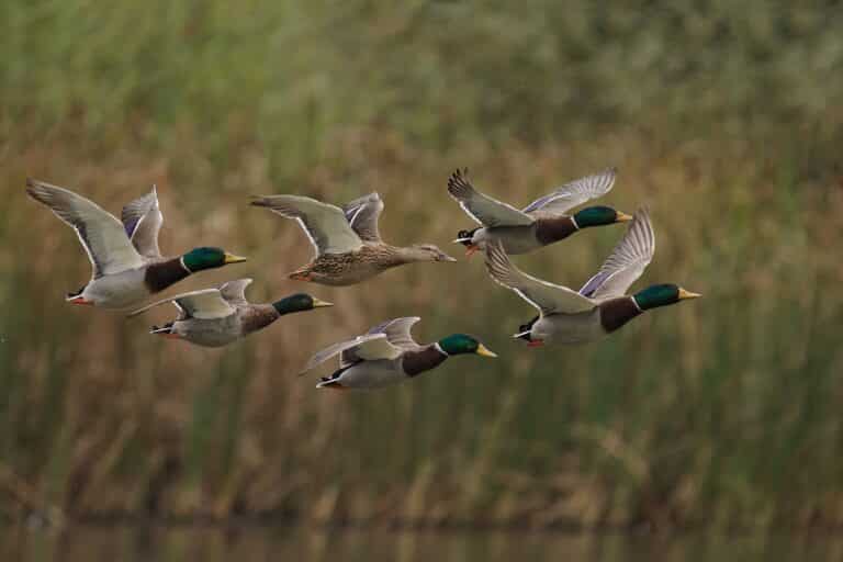 Welcome 10 A flock of mallard ducks in flight over a blurred natural background, showcasing what you'll see during Chesapeake Bay duck hunting.