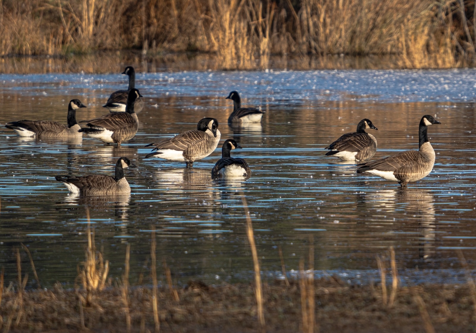 Best Waterfowl Hunting Guides & Outfitters Near Rock Hall, MD 1 Geese lounging and feeding in the water, another hunting option when Chesapeake Bay duck hunting